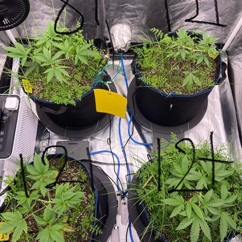 Blueberry Pancake growlog timeline photo