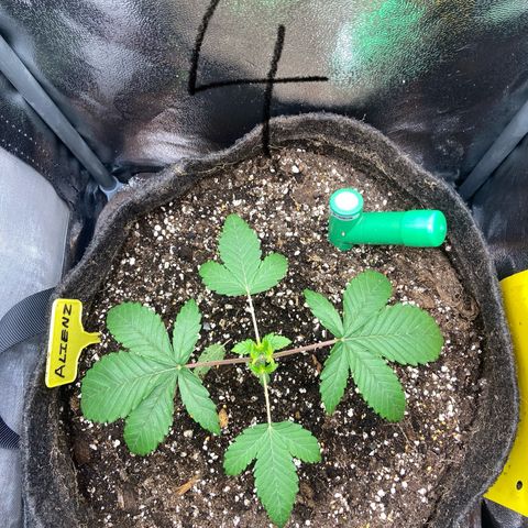Alienz growlog timeline photo