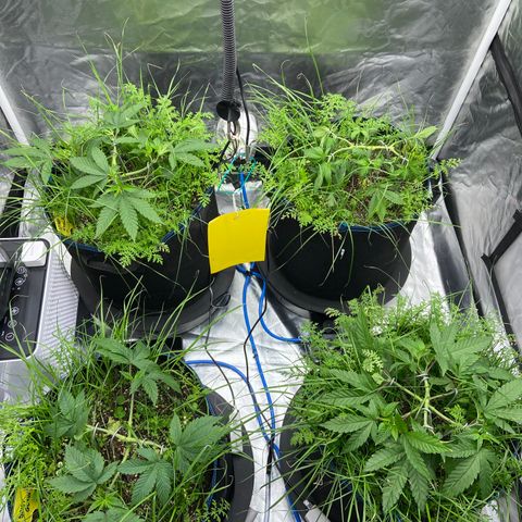 Blueberry Pancake growlog timeline photo