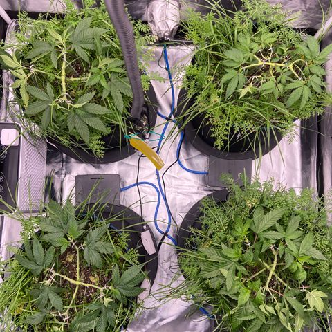 Blueberry Pancake growlog timeline photo