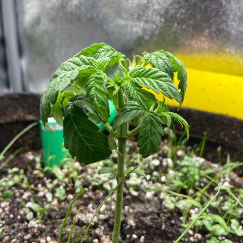 Alienz growlog timeline photo