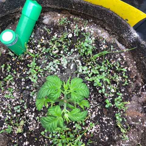 Alienz growlog timeline photo