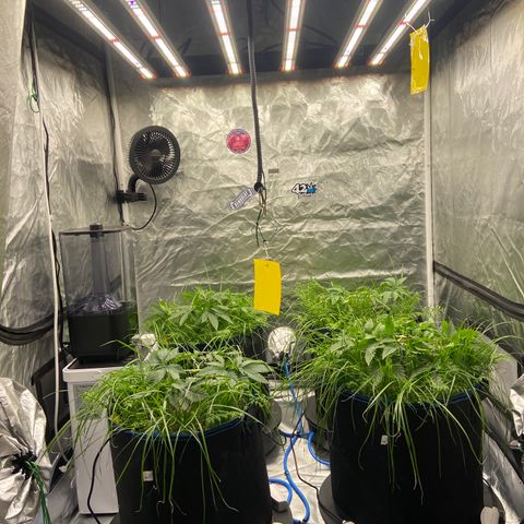 Blueberry Pancake growlog timeline photo