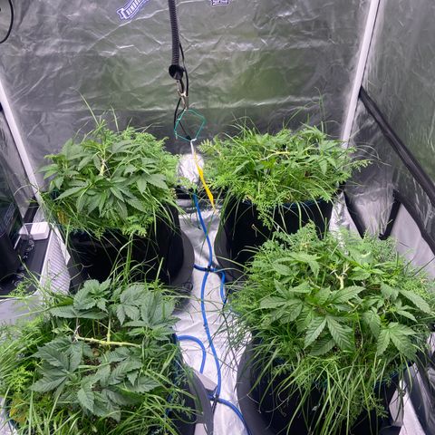 Blueberry Pancake growlog timeline photo