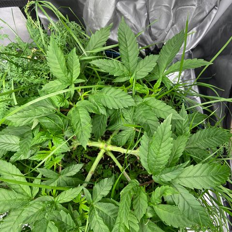 Blueberry Pancake growlog timeline photo