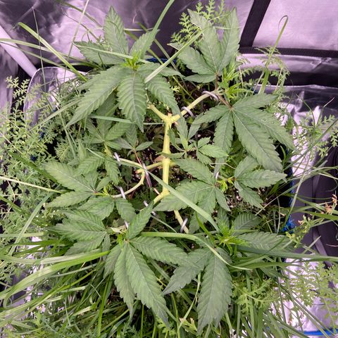 Blueberry Pancake growlog timeline photo