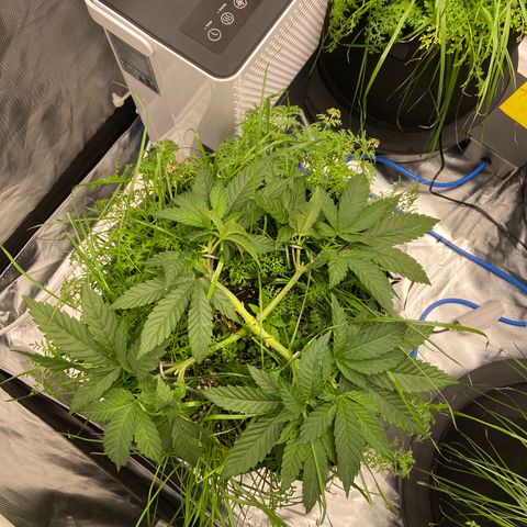 Blueberry Pancake growlog timeline photo