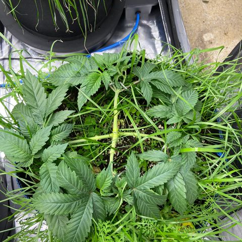 Blueberry Pancake growlog timeline photo