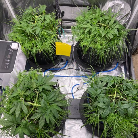 Blueberry Pancake growlog timeline photo