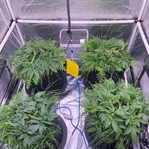 Blueberry Pancake growlog timeline photo