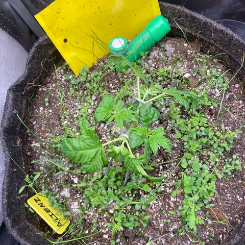 Alienz growlog timeline photo