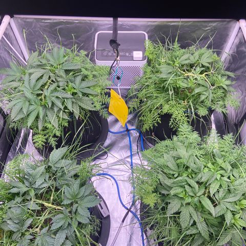 Blueberry Pancake growlog timeline photo