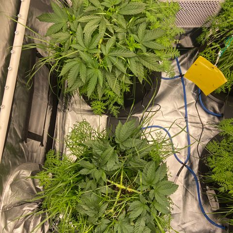 Blueberry Pancake growlog timeline photo