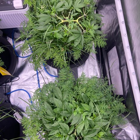 Blueberry Pancake growlog timeline photo