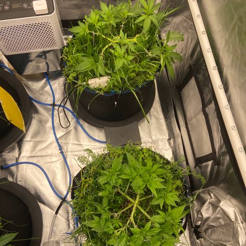 Blueberry Pancake growlog timeline photo