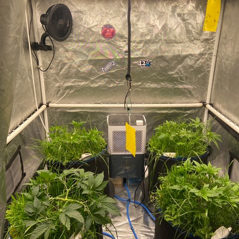 Blueberry Pancake growlog timeline photo