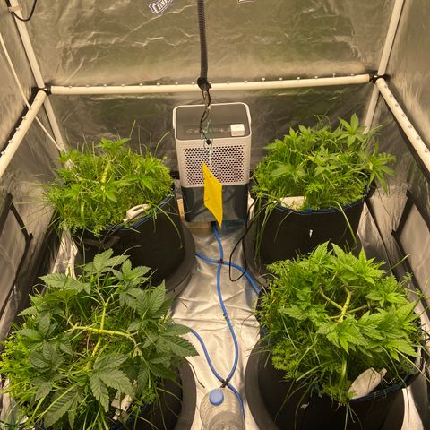 Blueberry Pancake growlog timeline photo