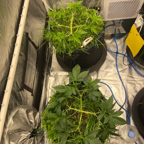 Blueberry Pancake growlog timeline photo