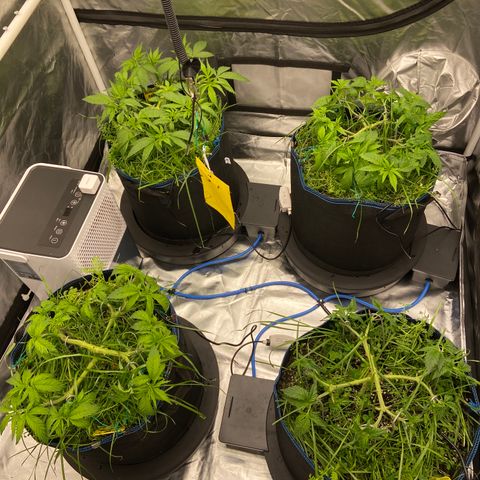 Blueberry Pancake growlog timeline photo