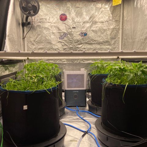 Blueberry Pancake growlog timeline photo