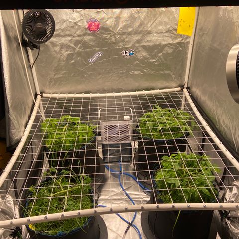 Blueberry Pancake growlog timeline photo