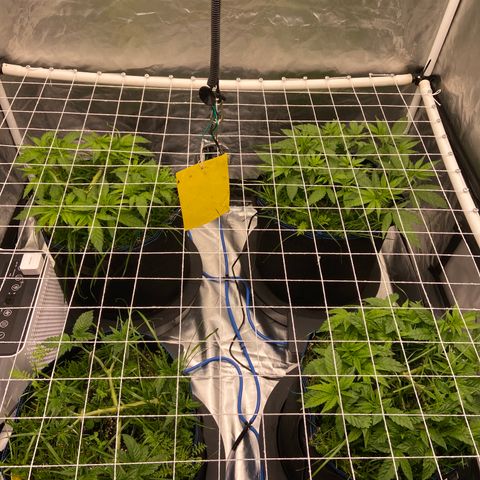 Blueberry Pancake growlog timeline photo