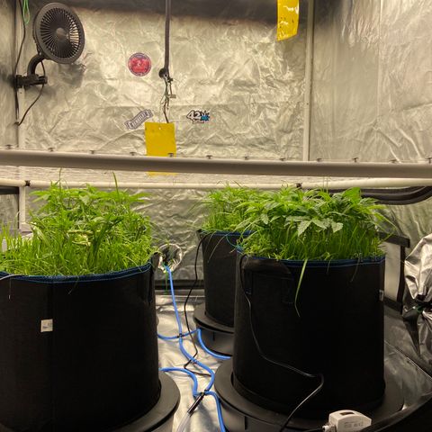 Blueberry Pancake growlog timeline photo