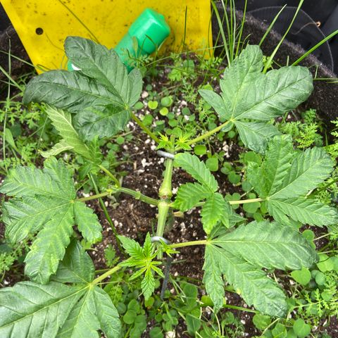 Alienz growlog timeline photo