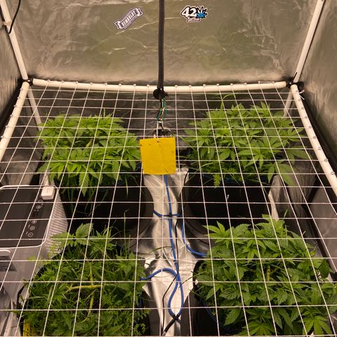 Blueberry Pancake growlog timeline photo