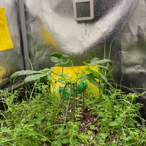 Alienz growlog timeline photo