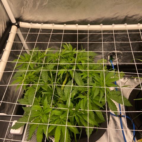 Blueberry Pancake growlog timeline photo