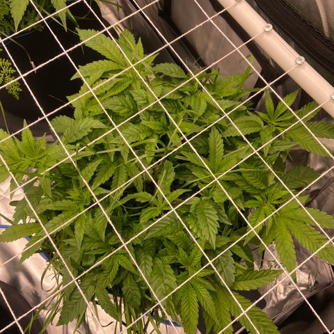 Blueberry Pancake growlog timeline photo