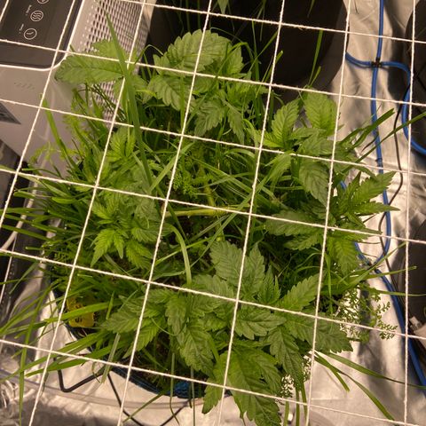 Blueberry Pancake growlog timeline photo