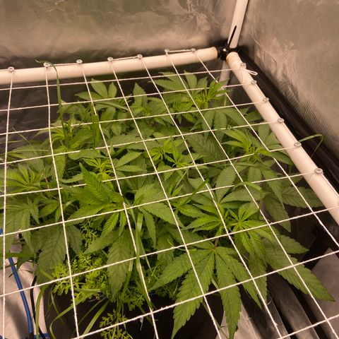 Blueberry Pancake growlog timeline photo