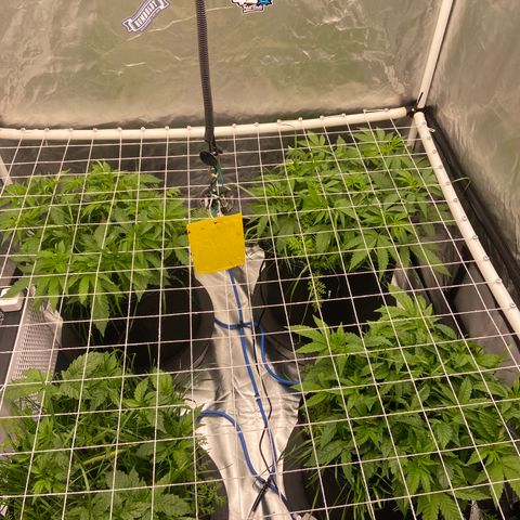 Blueberry Pancake growlog timeline photo