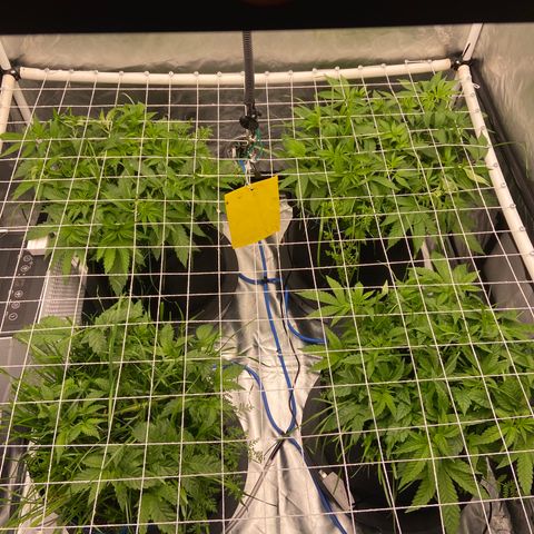 Blueberry Pancake growlog timeline photo