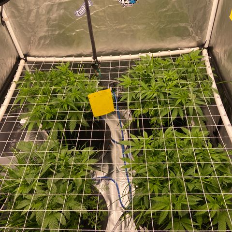 Blueberry Pancake growlog timeline photo