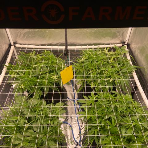 Blueberry Pancake growlog timeline photo