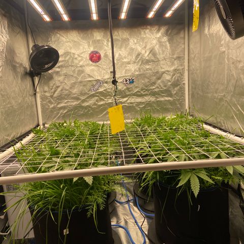 Blueberry Pancake growlog timeline photo