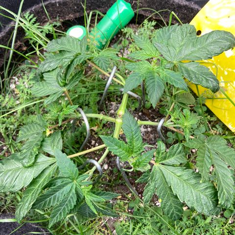 Alienz growlog timeline photo