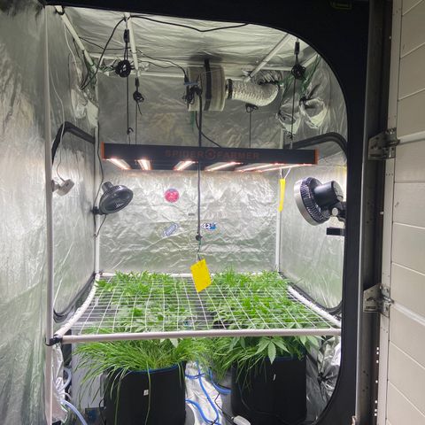 Blueberry Pancake growlog timeline photo