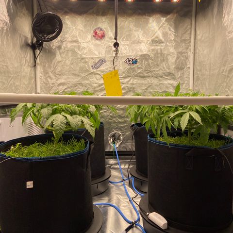 Blueberry Pancake growlog timeline photo