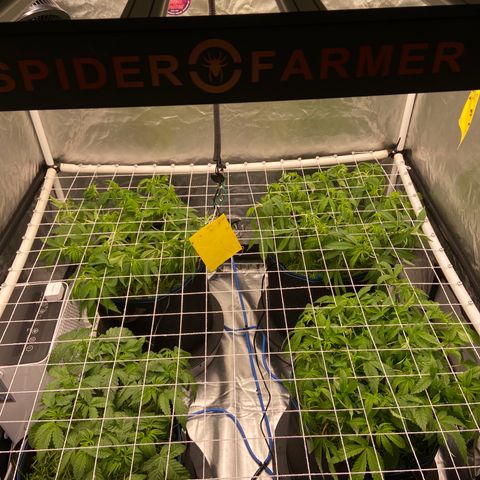 Blueberry Pancake growlog timeline photo