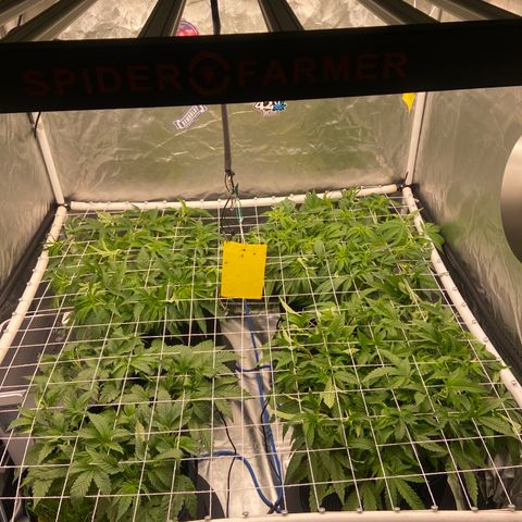 Blueberry Pancake growlog timeline photo