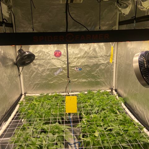 Blueberry Pancake growlog timeline photo