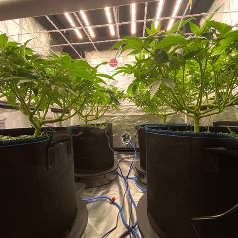 Blueberry Pancake growlog timeline photo