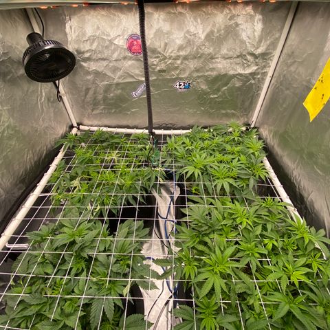 Blueberry Pancake growlog timeline photo