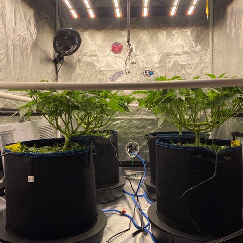 Blueberry Pancake growlog timeline photo