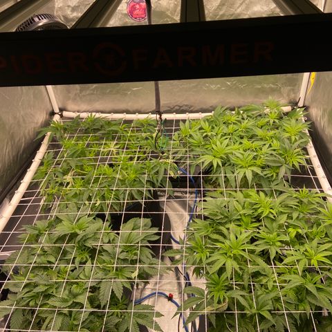 Blueberry Pancake growlog timeline photo