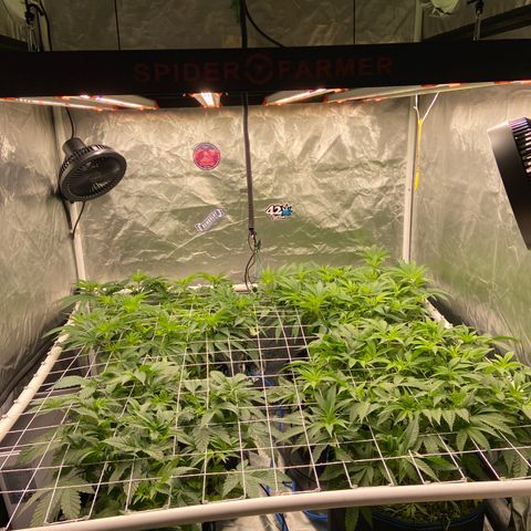 Blueberry Pancake growlog timeline photo